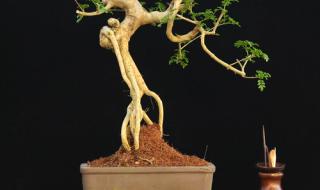 盆栽裸根对节白蜡的种植方法